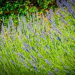 Bio Tra Cielo E Terra * Grutti