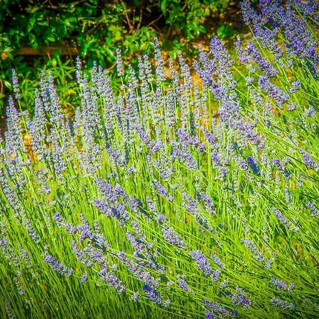 Bio Tra Cielo E Terra * Grutti